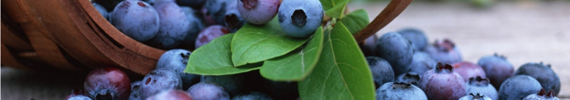 Conheça o Mirtilo ou Blueberry